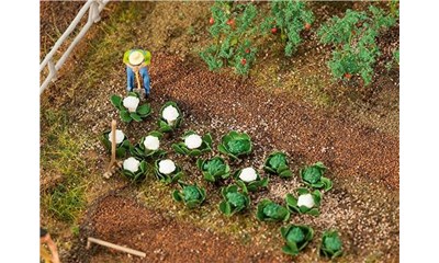 10 Grün- und 10 Blumenkohlköpfe