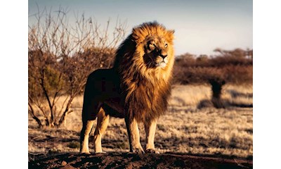 Der Löwe. Der König der Tiere