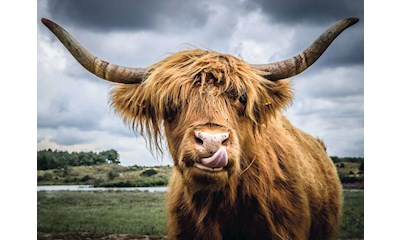 Highland Cattle