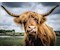 Highland Cattle